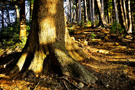 Tanzawa no SÅshu Alps South Ridge Sogaya Akihayama Ridge Road Fir