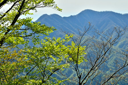 Tanzawa's KÅsÅ border ridge View of HidÅ Maru from the new green Shagakuchi Maru
Tanzawa KÅsÅ Border Ridge From left to right from Shagakuchi Maru, Åsasa, Kumasano Peak, HidÅ Maruの写真素材