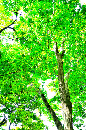 Mount Meishin in Nishitanzawa New Green Forest Serrata