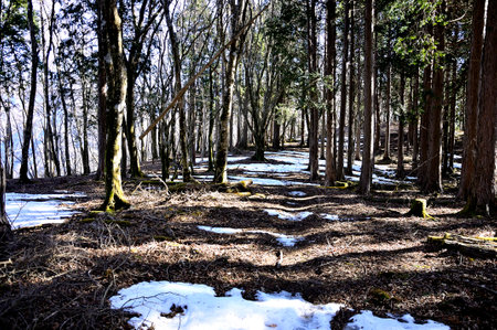 Ridge Road of Residual Snow Tanzawa Hidake Mountain Ridge Rainy Mountain Forestの写真素材