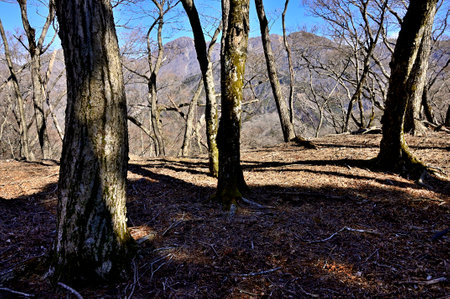 Tanzawa main vein seen from the forest at the top of Mt. Tepozawa in Tanzawaの写真素材