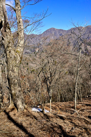 Mt. Hiragatake seen from the forest at the top of Mt. Tepposawa in Tanzawaの写真素材