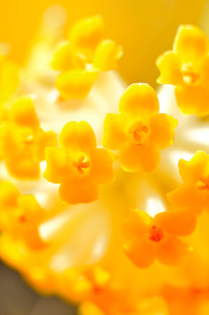 Tanzawa's Hatakegamaru Mitsumata Flower Macro Photographyの写真素材