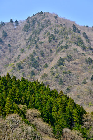 Spring Nishitanzawa Shochikubono Headの写真素材