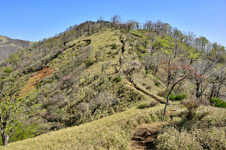 Spring Tanzawa Mountains Tanzawa Main Vein Mountain Trail Hidaka to Ryugababaの写真素材