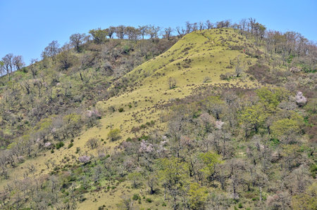 From Mt. Tanzawa in the Tanzawa Mountains, fresh green Fudo no Peakの写真素材