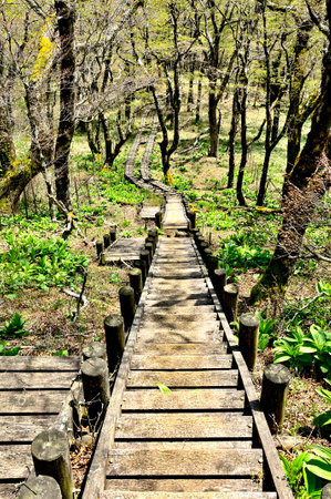 Mt. Tanzawa in the Tanzawa Mountains Fresh green Tennoji ridgeの写真素材