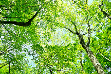 Tanzawa Mountain Green Forest in the Tanzawa Mountainsの写真素材