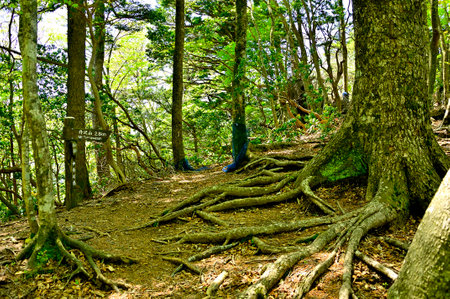 Mt. Tanzawa in the Tanzawa Mountains, Tennoji Ridge, Mochigoyano Head Peakの写真素材