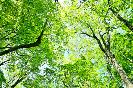 Tanzawa Mountain Green Forest in the Tanzawa Mountainsの写真素材