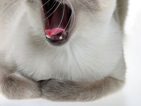 Sleepy Siamese Catの写真素材