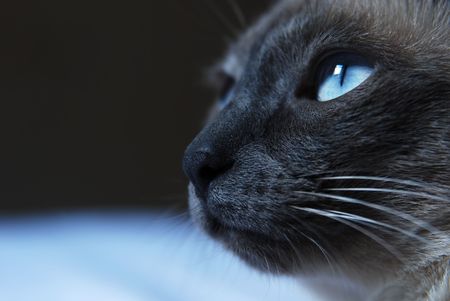 Close up to Siamese cat with blue eyesの写真素材