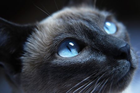 Close up to Siamese cat with blue eyesの写真素材