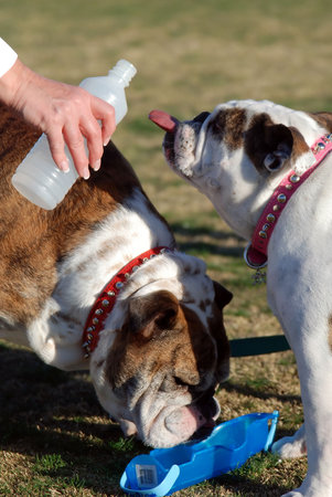 English Bulldog gets thirstyの写真素材