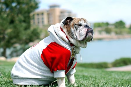 English Bulldog feeling breeze with closed eyesの写真素材