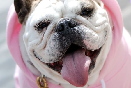 Close up to English Bulldog portrait with funny expressionの写真素材