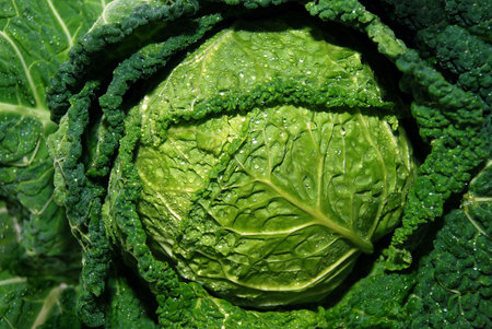 Fresh Cabbage head with water drops, macro shot  focus around cabbage head