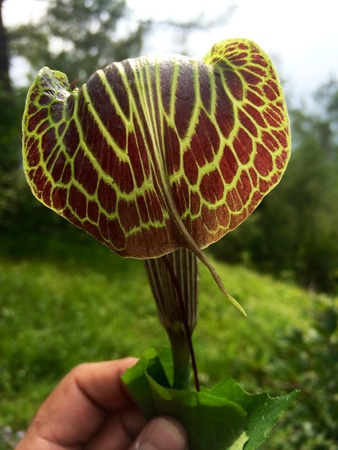 Unusual Plantの素材