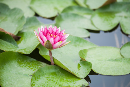 Pink Lotus Flowers on the lake. rainy day.の写真素材