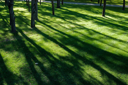Shadows of tree branches  lie over the green lawn on grass in parkの写真素材