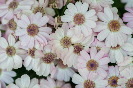 Many Beautiful Pink Flowers natural backgroundの写真素材