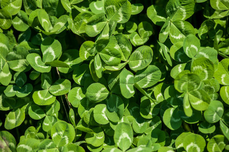 Picture of green clover field view from the ground with sky