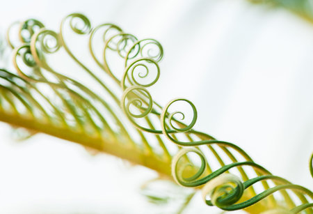 Beautiful Curly Young Palm Tree Leaves Sprouts