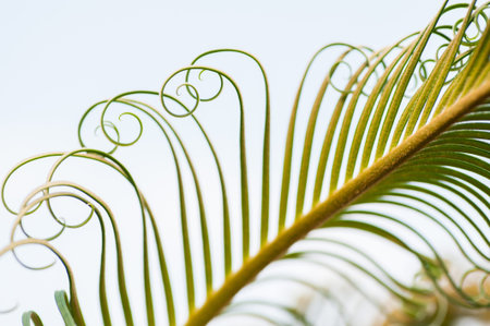 Beautiful Curly Young Palm Tree Leaves Sprouts