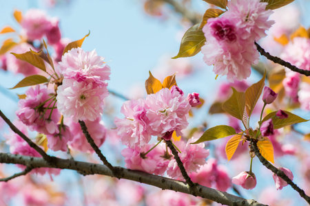Pink Cherry Flowers blooming on the tree with leaves