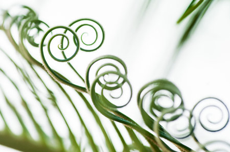 Beautiful Curly Young Palm Tree Leaves Sproutsの写真素材