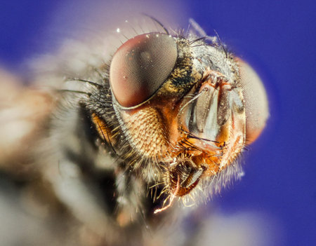 Fly. Large head flies.