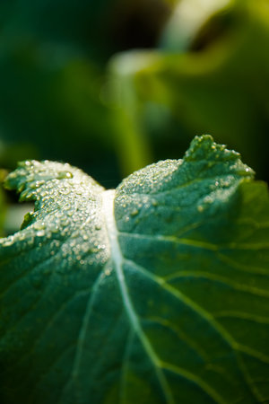 Close up of green leaf with dew drops in the morning. Fresh Green Leaves Covered in Water Drops