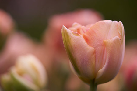 The blossom of the beautiful pink tulips during early springの写真素材
