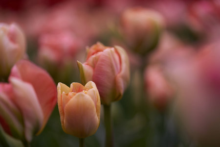 The blossom of the beautiful pink tulips during early springの写真素材