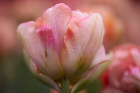 The blossom of the beautiful pink tulips during early springの写真素材