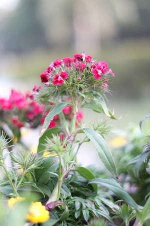 flowersの写真素材