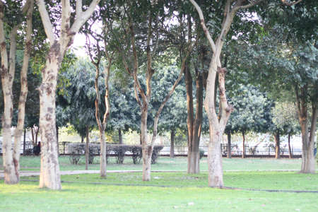 trees on parkの写真素材