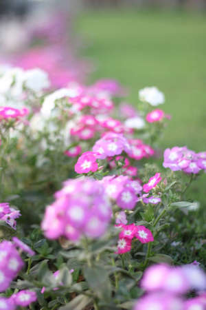 flowersの写真素材
