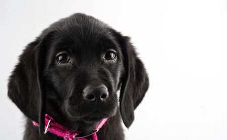 puppy black labrador retrieverの写真素材