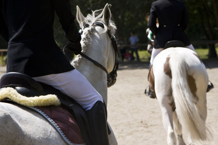 beautiful two horses riding during horse jumping contestの写真素材