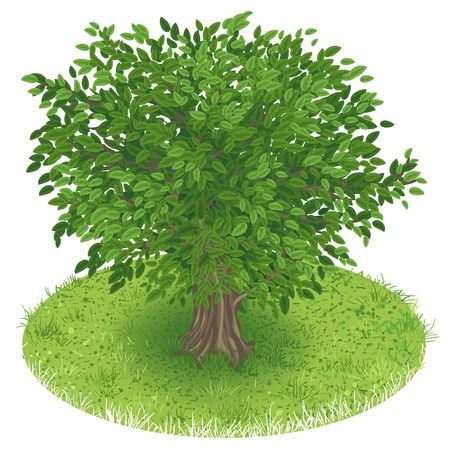 Summer Tree in green field, illustrationのイラスト素材