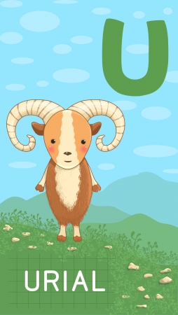 Animals ABC, letter U. Urial in alphabet card. のイラスト素材