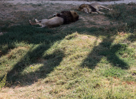 Pair of well-fed lions sleeping in a clearing in the park taigan Crimea. Autumn 2015