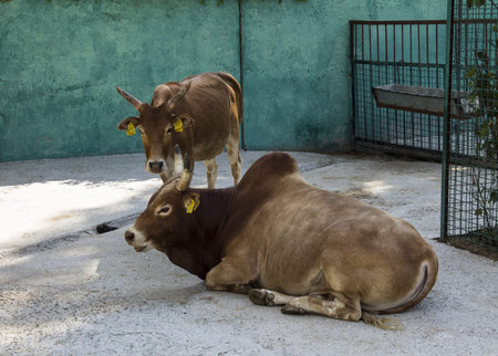 Wall rare breed in taigan park. Crimea. Autumn 2015の写真素材