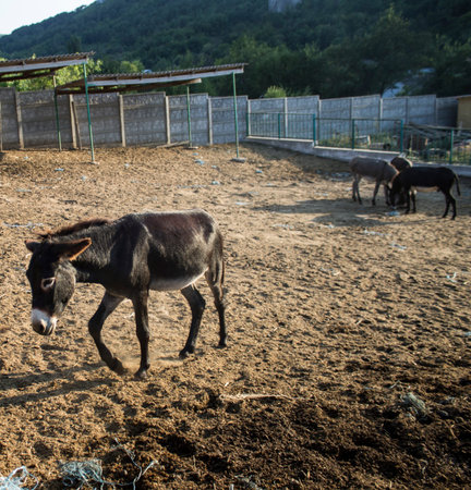 Donkey on donkey farm. September 2015 Crimea