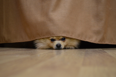 Dark red small Dog peeking out from under the curtainsの写真素材