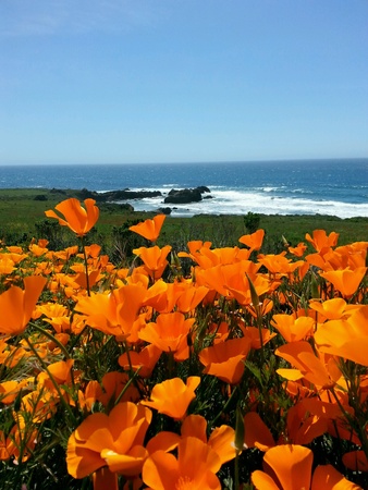 Beautiful wildflower on the beachの素材