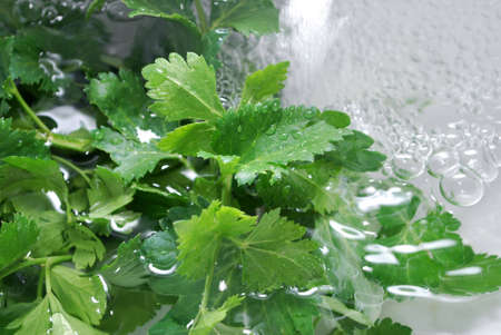Green salad covered by water drops on white background. Isolationの写真素材