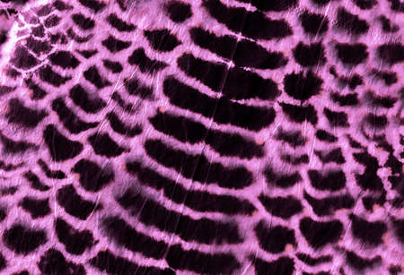Predator Pattern. Pink and Black Colors. Aligator Leather Animal Print. Grunge Distress Snake Texture. Jungle Safari Background. Watercolor Predator Pattern.の写真素材