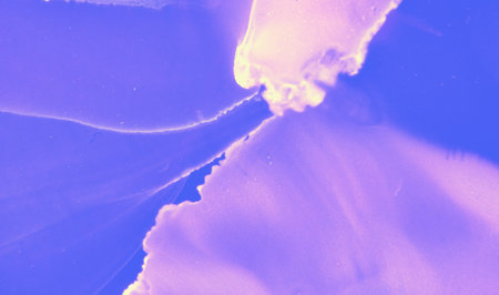 Abstract Fluid Illustration. Pink Watercolorの写真素材